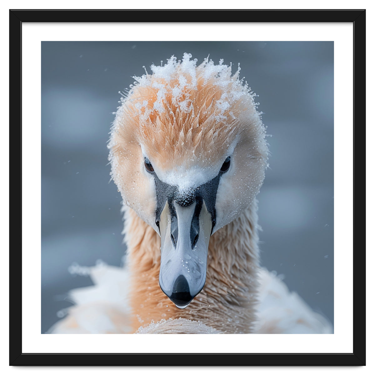 Majestic Swan Covered In Frost And Snow