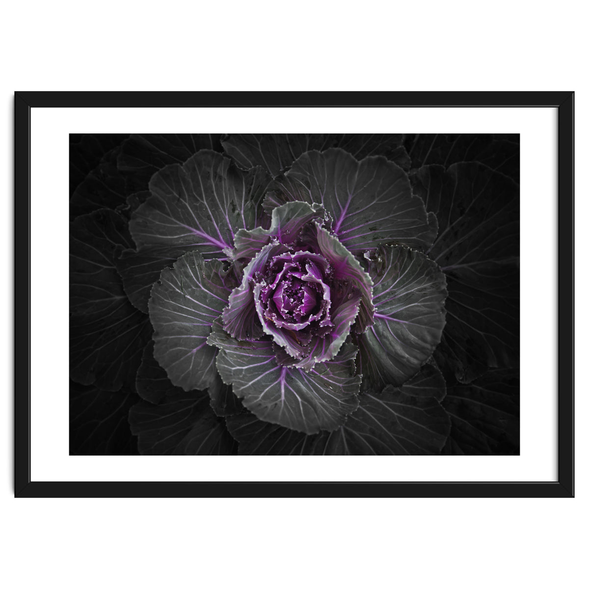 Backyard Flowers No 108 Color Version