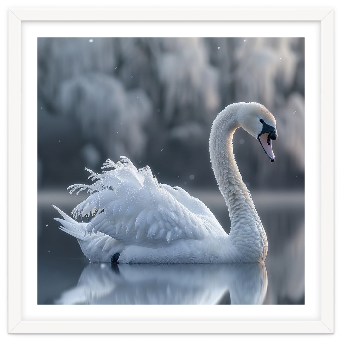 Majestic White Swan Gracefully Floating On Water