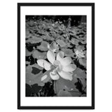 Hylas | Black & White thumbnail