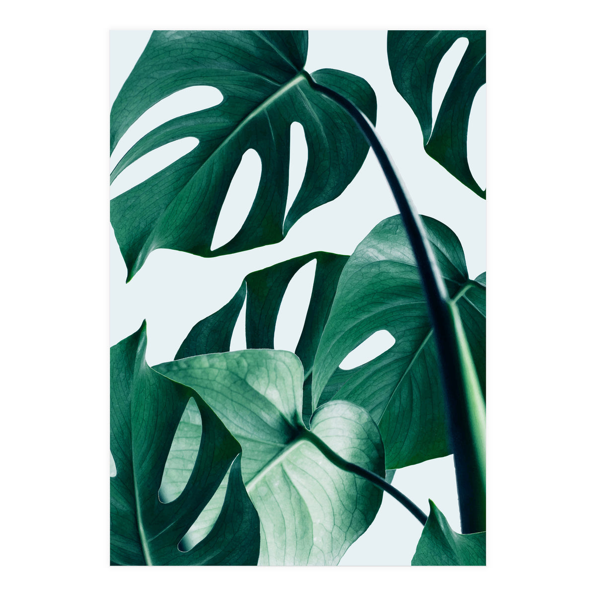 Monstera Tropical Photography Digital Art, Minimal Nature Jungle Botanical Leaves (Print Only)