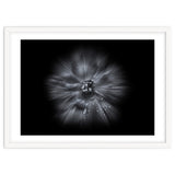 Backyard Flowers In Black And White No 66 Flow Version thumbnail