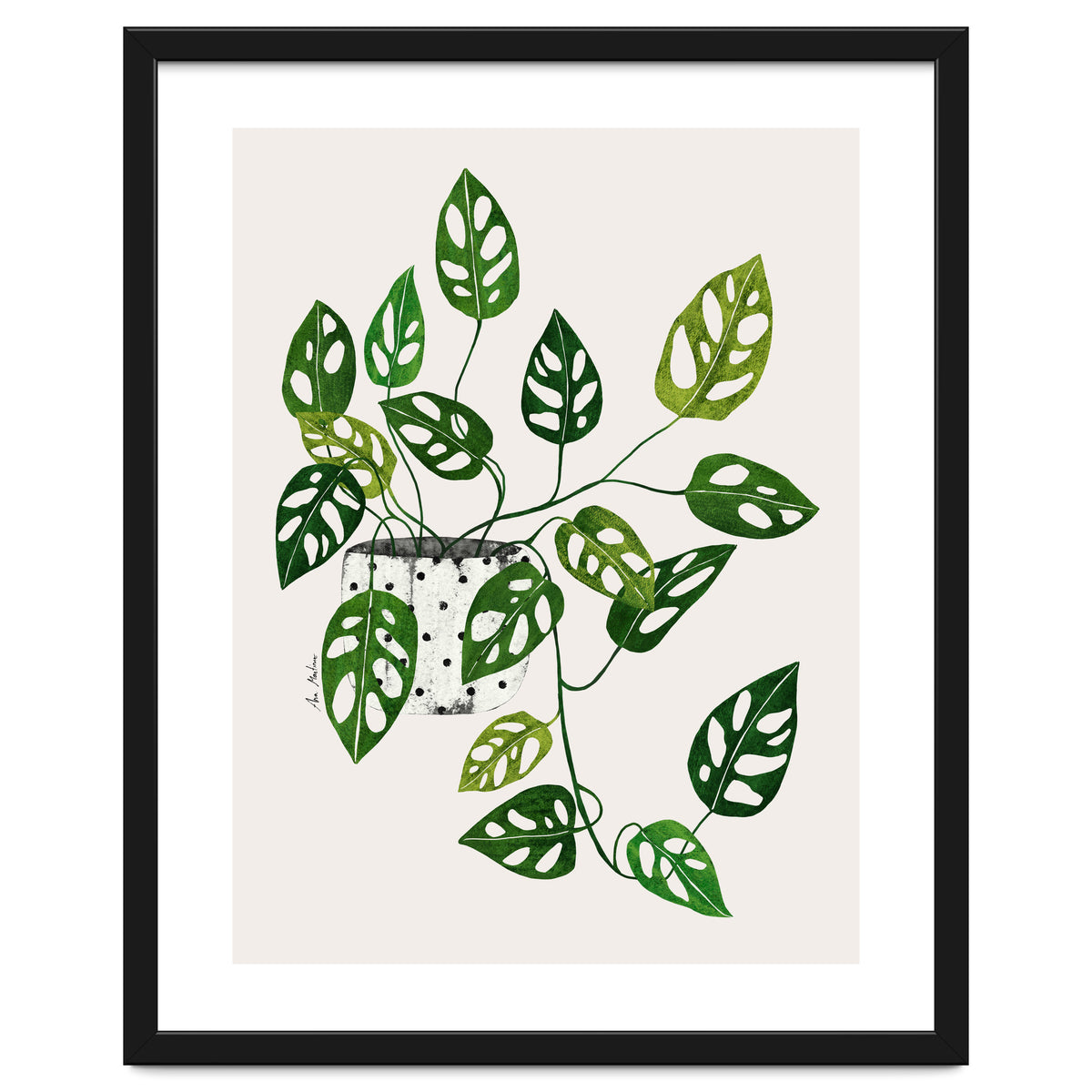 Monstera Obliqua Plant