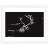 Deer Skull thumbnail