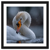 White Swan Bird With Water Droplets In Rain thumbnail