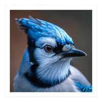 Close Up Portrait Of A Blue Jay Bird (Print Only)