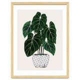 Philodendron Plant thumbnail