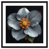 Hellebore | Silver Magic thumbnail