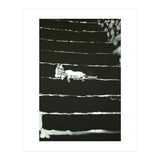 Cat On Stairs (Print Only) thumbnail