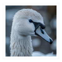 Close Up Of A Swan Head Covered In Water Droplets (Print Only)