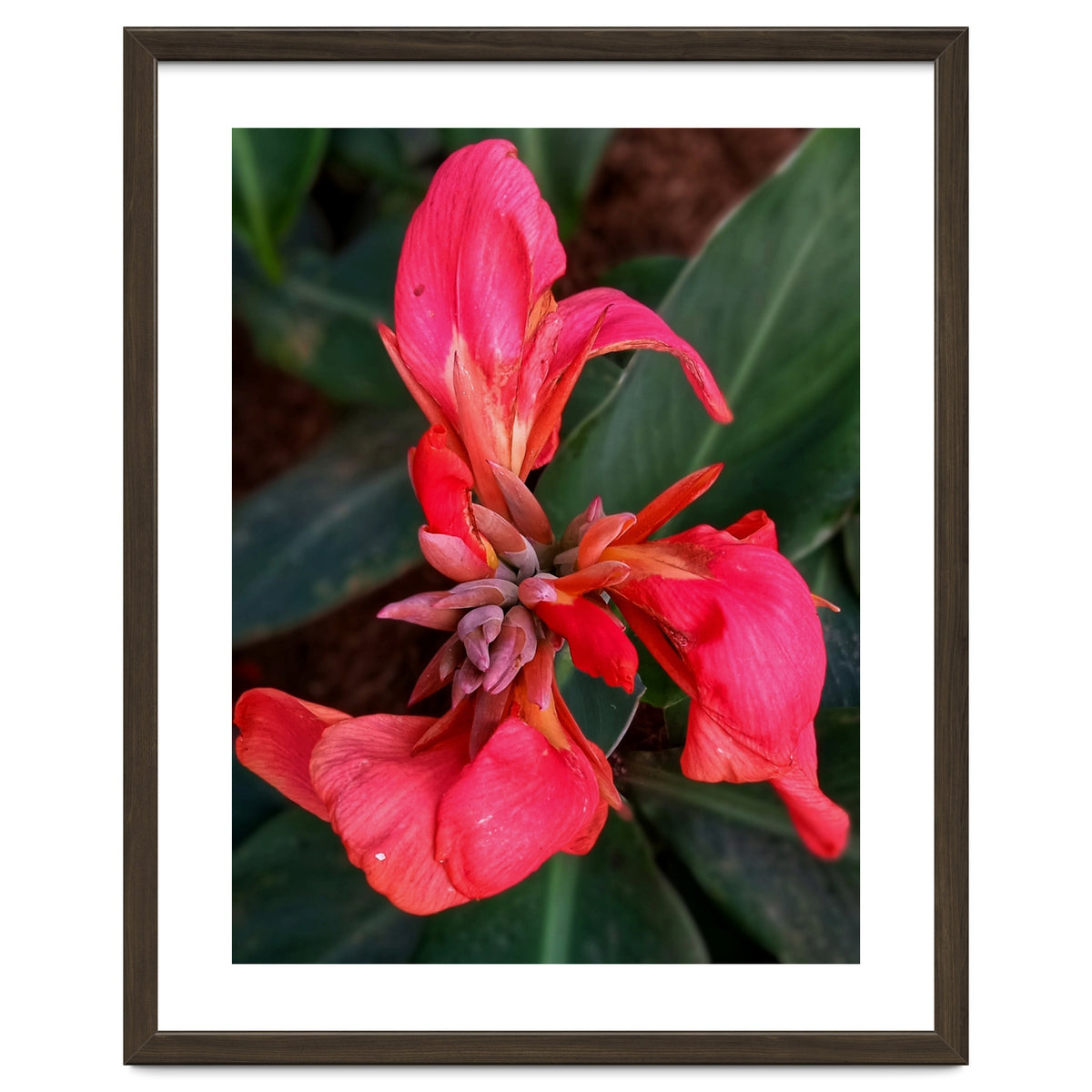 Red Indian Shot Flower