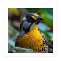 Close-up of a Yellow Bird featuring a Striking Red eye (Print Only)