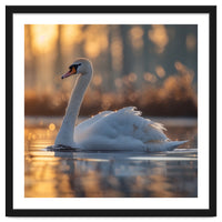 Majestic Swan Gliding On Water At Sunset