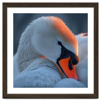 Close Up Of A White Swan With Water Droplets