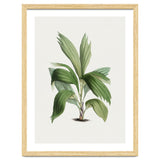 Areca Palm (Hand Drawn Botanical Illustration) thumbnail