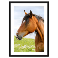 Horse Portrait