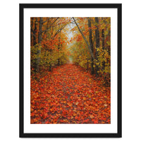 Lush Autumn Forest Path Covered