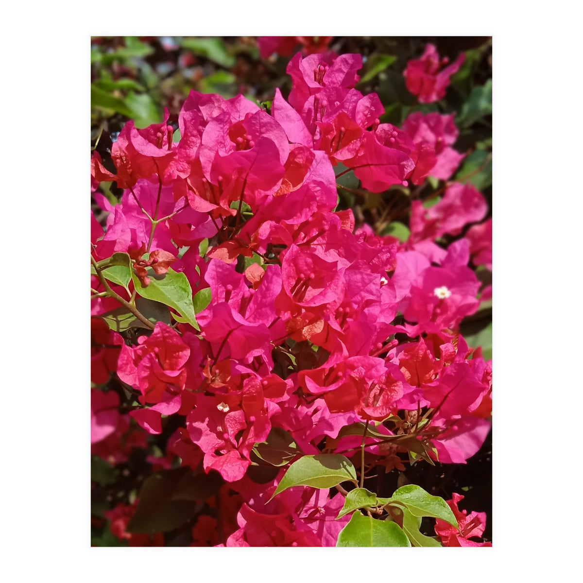 Pink Bougainvillea Flowers (Print Only)