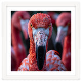 Close Up Of A Flamingo Bird Face, Pink Feathers thumbnail