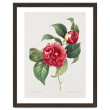 Pierre-Joseph Redouté – Finest Flowers and Fruits (1833) thumbnail