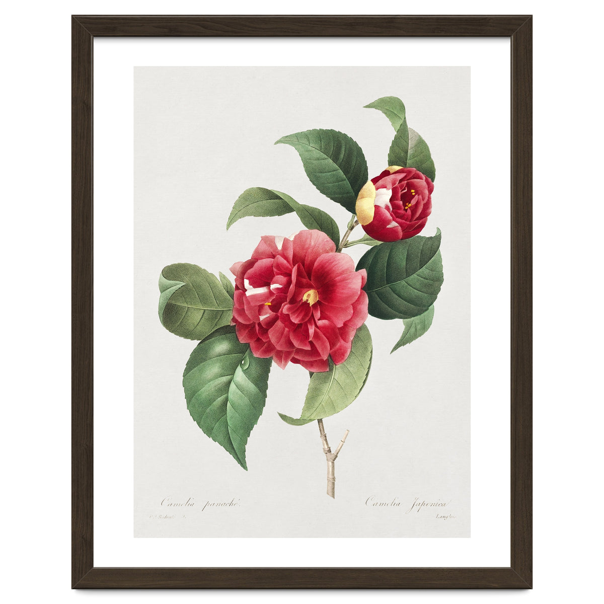 Pierre-Joseph Redouté – Finest Flowers and Fruits (1833)