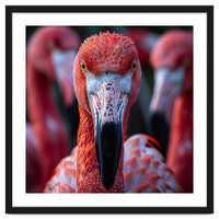 Close Up Of A Flamingo Bird Face, Pink Feathers
