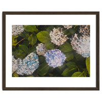 Hydrangeas | Landscape