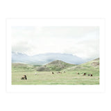 Relaxing horses on a sunny day calm field - Iceland (Print Only) thumbnail