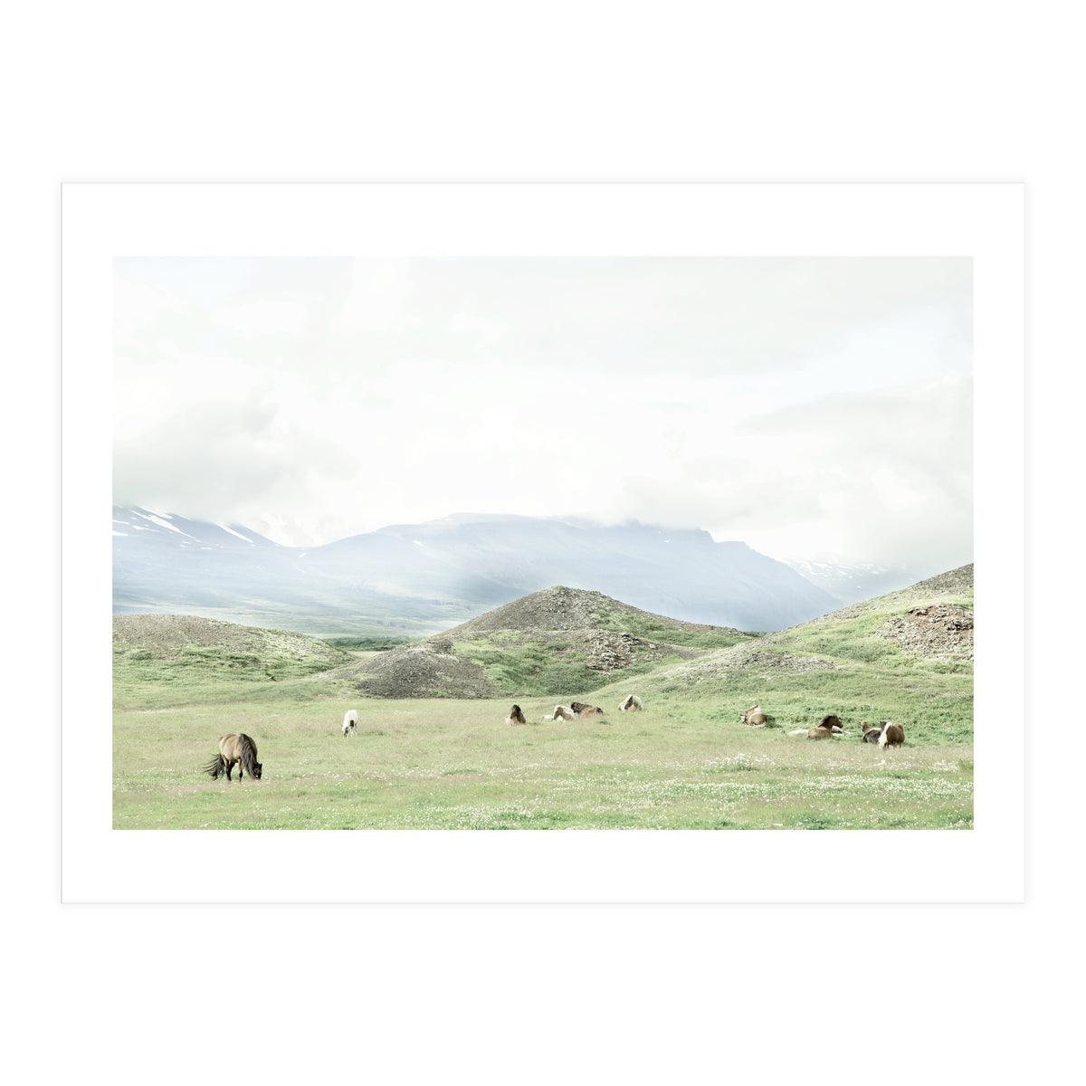 Relaxing horses on a sunny day calm field - Iceland (Print Only)