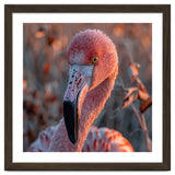 Close Up Of A Pink Flamingo Head In Sunlight thumbnail
