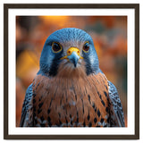 Close Up Of A Kestrel Bird Of Prey Portrait thumbnail