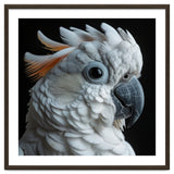 White Cockatoo Parrot With Orange Crest thumbnail