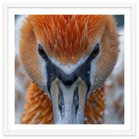 Close Up Of A Pelican's Beak With Water Droplets