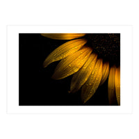 Backyard Flowers No 28 Sunflower (Print Only)