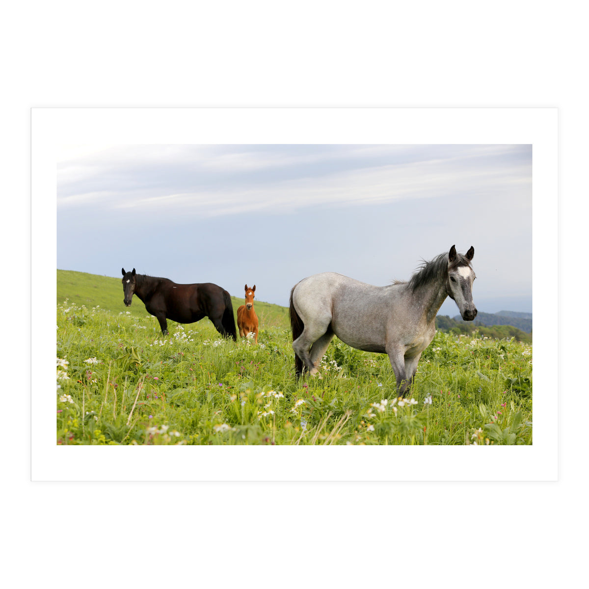 Equine Family (Print Only)