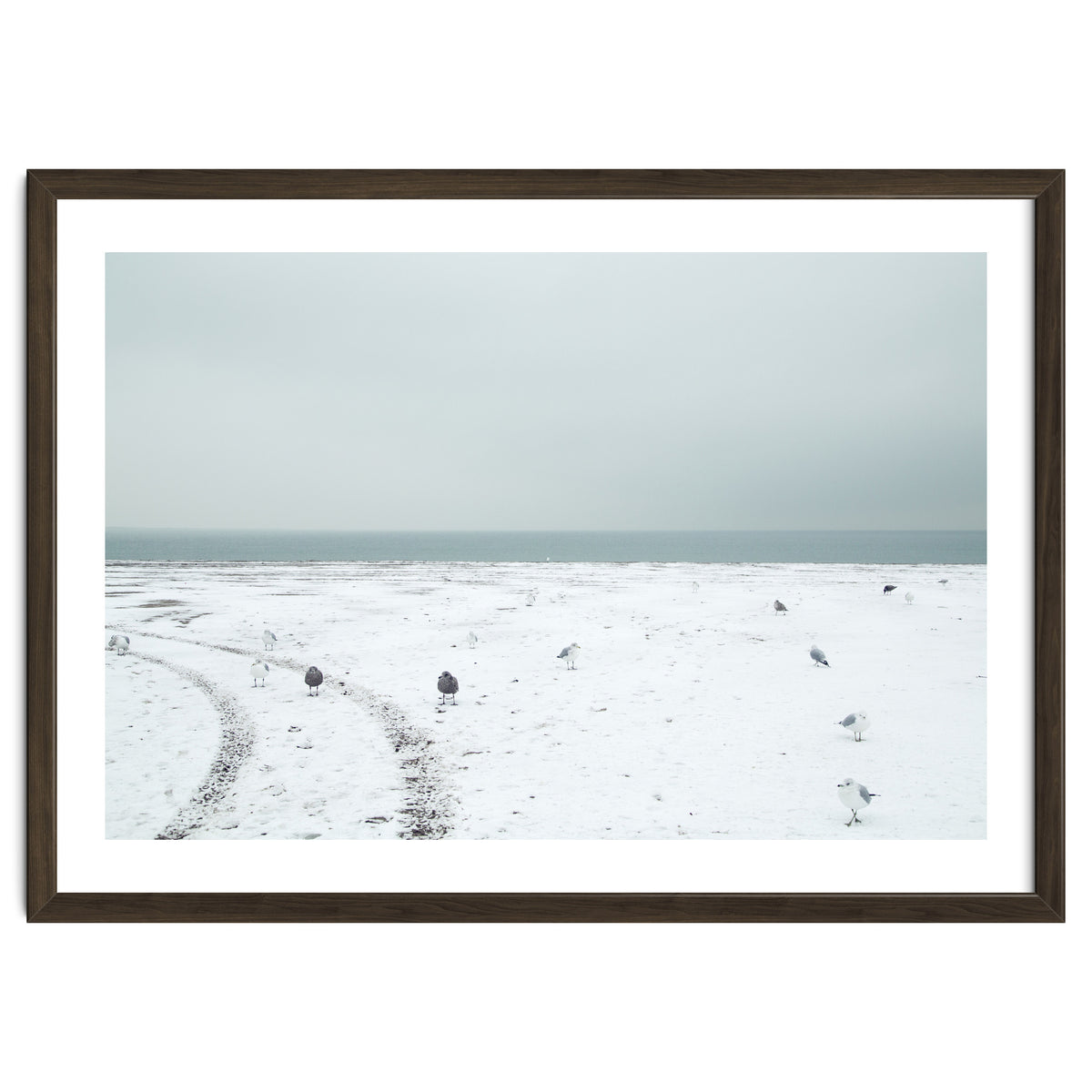 Seagulls in the winter snow beach