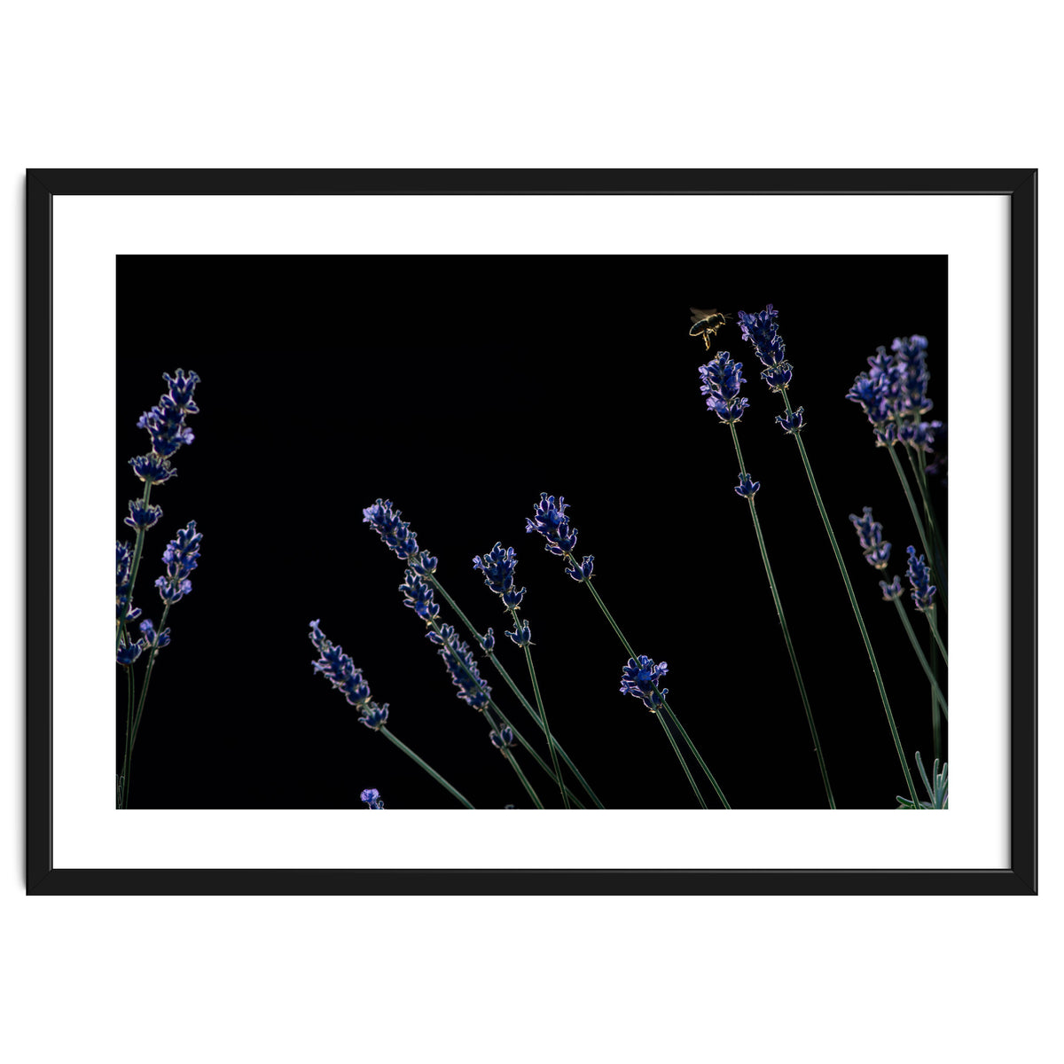 Honeybee and lavender