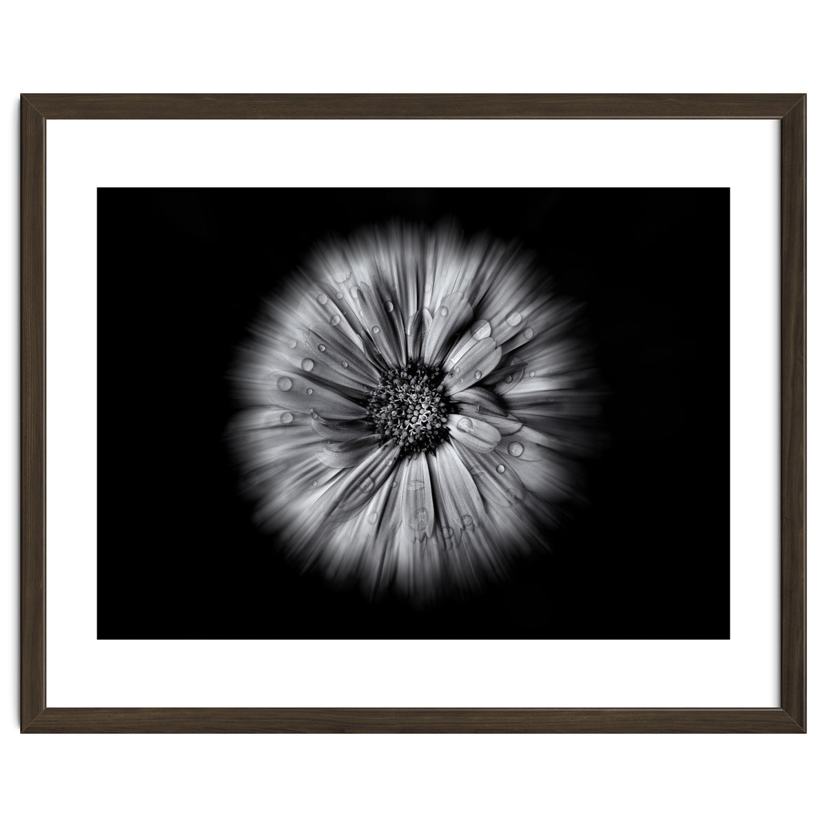 Backyard Flowers In Black And White No 10 Flow Version