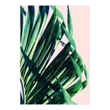 Palm V2 (Print Only) thumbnail