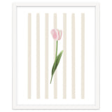 Single Tulip thumbnail