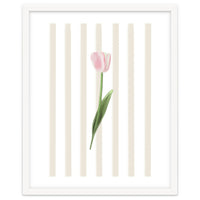 Single Tulip