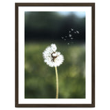 Dandelion Wish Photography thumbnail