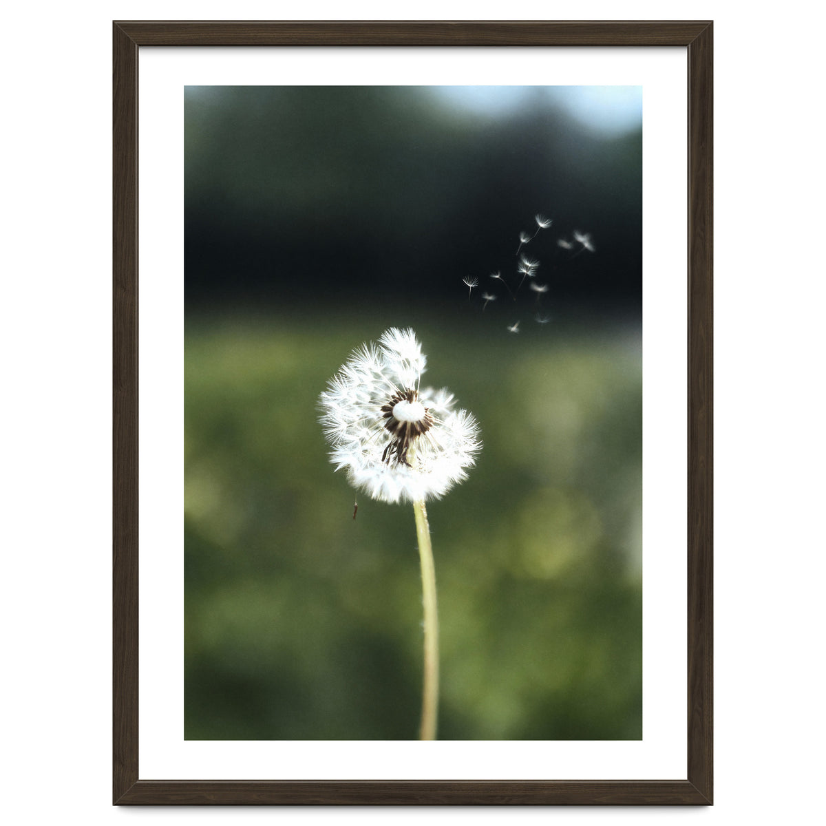 Dandelion Wish Photography