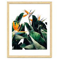 Paradise Bird, Nature Botanical Plant Floral, Tropical Garden Watercolor Painting
