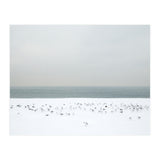 Seagulls in the winter snow beach (Print Only) thumbnail