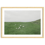 A flock of Sheep in the Green Hill - Iceland thumbnail