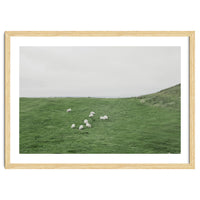 A flock of Sheep in the Green Hill - Iceland