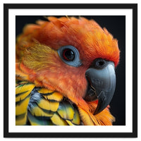 Close Up Of A Sun Conure Parrot's Head
