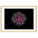 Backyard Flowers No 116 Color Version thumbnail