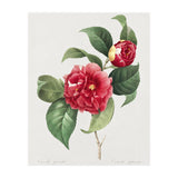 Pierre-Joseph Redouté – Finest Flowers and Fruits (1833) (Print Only) thumbnail